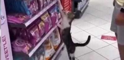 Marketteki m&uuml;şterilerden mama isteyen kedi g&uuml;ld&uuml;rd&uuml;