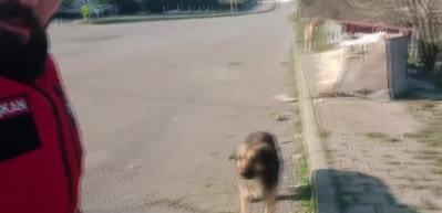 Motokuryelerin sahipsiz k&ouml;peklerle "zorlu imtihanı" s&uuml;r&uuml;yor