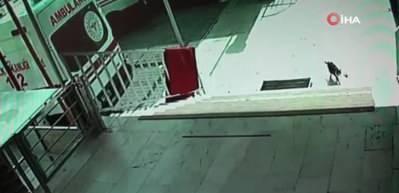 Doğum sancısı &ccedil;eken kedi aile sağlığı merkezine geldi, doğumu burada yaptırıldı