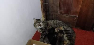 Hacı Bayram Camii, anne kedi ve yavrularının yeni evi oldu