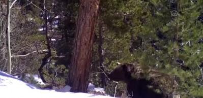 Kış uykusundan uyanan bozayıların g&ouml;r&uuml;nt&uuml;s&uuml; fotokapan ve kameralara yansıdı