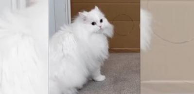 Kendisine hazırlanan zorlu parkuru tamamlayan kedi