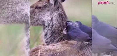 K&uuml;&ccedil;&uuml;k kargaların o halini g&ouml;renler hayran kaldı!