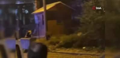 A&ccedil; ayıları g&ouml;renler g&ouml;zlerine inanamadı! G&ouml;r&uuml;nt&uuml;ler Uludağ&rsquo;dan...