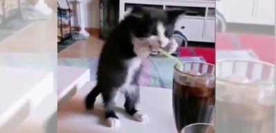 Yavru kedinin pipetle kola i&ccedil;meye &ccedil;alışması herkesi g&uuml;ld&uuml;rd&uuml;! 