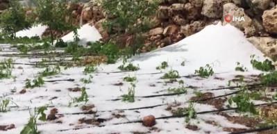 Etkili olan dolu yağışı ekili alanlara zarar verdi