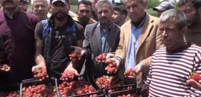 Hatay'da &ccedil;ilek &uuml;reticilerinden aracılara tepki