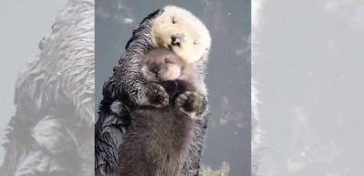 Keyif d&uuml;şk&uuml;n&uuml; yavru su samuru annesinin kucağında huzura doyamadı!