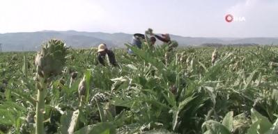 Enginar soyma ekibi kurdular, kişi başı aylık 30 bin TL kazanıyorlar