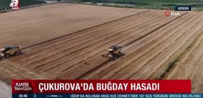 &Ccedil;ukurova'da buğday hasadı başladı