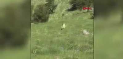Kangal k&ouml;peği ayıdan s&uuml;r&uuml;y&uuml; b&ouml;yle kurtardı