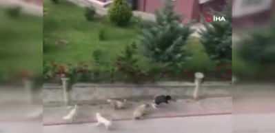 Ankara&rsquo;da 6 başıboş k&ouml;peğin &ccedil;ocuğa saldırma anı kamerada