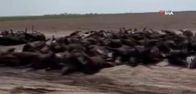 Kansas'ta aşırı sıcaktan binlerce sığır &ouml;ld&uuml;