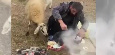 Çoban yemeğini koyununa kaptırırsa...