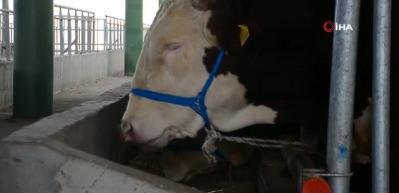 Kurbanlık hayvanlar, pazardaki yerlerini almaya başladı