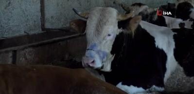 G&ouml;zlerinize inanamayacaksınız! En azgın boğaları masaj yaparak kuzuya d&ouml;n&uuml;şt&uuml;r&uuml;yor