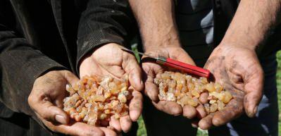 Kilosu bin lira olan &ccedil;am sakızı altınla yarışıyor! 