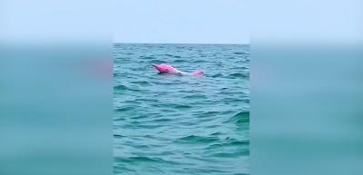 Nesli t&uuml;kenmek &uuml;zere olan pembe yunus g&ouml;renleri şaşırttı