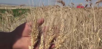 '7 bin yıllık tohum yalanı! Uzmanlar a&ccedil;ıkladı