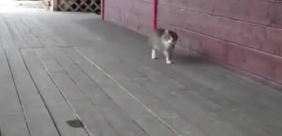 At &ccedil;iftliğinde yetişen kedinin y&uuml;r&uuml;y&uuml;ş&uuml; sosyal medyaya neşe kattı!