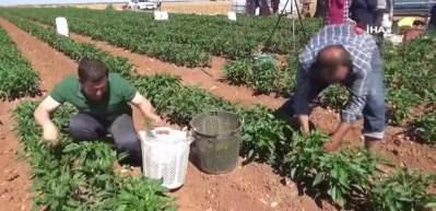 Tarlada 6 TL, markette 15 TL!