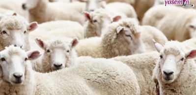 Kimler kurban kesmekle y&uuml;k&uuml;ml&uuml;d&uuml;r? İlahiyat&ccedil;ı Yazar Adnan Şensoy a&ccedil;ıklıyor...