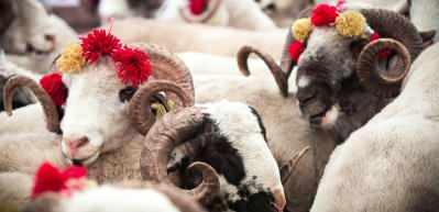 Kurban edilebilen hayvan t&uuml;rleri hangileridir? İlahiyat&ccedil;ı Yazar Adnan Şensoy a&ccedil;ıklıyor