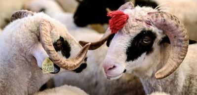 Kurban eti nasıl dağıtılmalıdır? İlahiyat&ccedil;ı Yazar Adnan Şensoy a&ccedil;ıklıyor