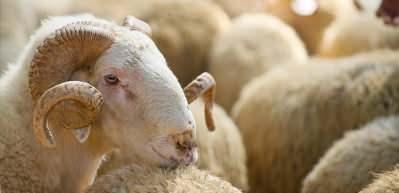 Kurban hangi vakitler arasında kesilebilir? İlahiyat&ccedil;ı Yazar Adnan Şensoy a&ccedil;ıklıyor...