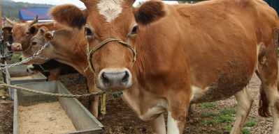 Kurbana narkoz verilerek kesmek uygun mudur? İlahiyat&ccedil;ı Yazar Adnan Şensoy a&ccedil;ıklıyor