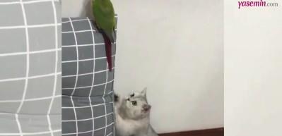 Kedinin kuşla imtihanı sosyal medyaya damga vurdu!