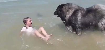 &Ccedil;ocuğun tehlikeli yerde oynadığını d&uuml;ş&uuml;nen k&ouml;peğin m&uuml;dahalesi beğeni topladı