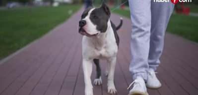 Danıştaydan 'American Staffordshire Terrier' kararı