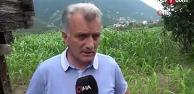 Trabzon&rsquo;da "Katil salyangoz" istilası