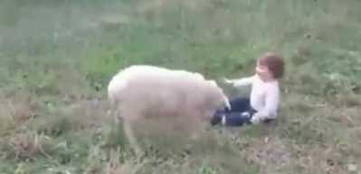 Bebeği taklit eden kuzu izlenme rekoru kırdı!