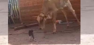 Kedinin buzağıyı alt ettiği anlar sosyal medyayı salladı!