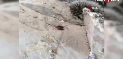 Kene vakaları artmaya başladı, 3 ilden peş peşe k&ouml;t&uuml; haberler geldi!