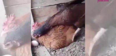 Kulu&ccedil;kaya &ouml;zensiz yatan tavuğun başka bir tavuktan ders alması viral oldu!