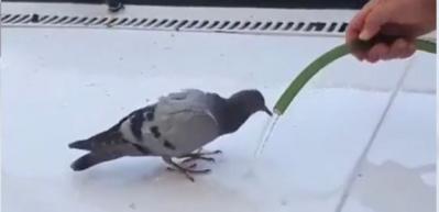 Sıcaktan bunalan kuşa yardım eli...