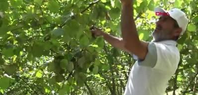 Cumhurbaşkanı Erdoğan fındık alım fiyatlarını a&ccedil;ıklayacak! G&ouml;zler Ordu'da...