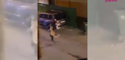 Evden ka&ccedil;an aslan Kuveyt sokaklarında sahibine zor anlar yaşattı!