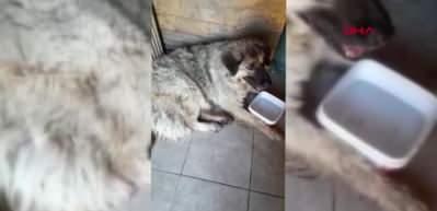 K&ouml;peği ezmek i&ccedil;in yolunu değiştirdi! Cani adam kameralara b&ouml;yle yakalandı...