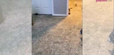 Koşarak hızla uykuya geçen köpek güldürdü!