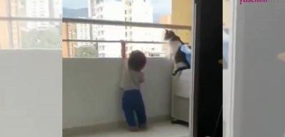 Minik dostunu koruyan kedinin videosu viral oldu!