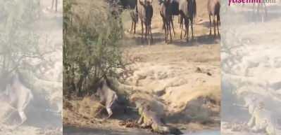 &Ouml;k&uuml;z başlı Antilobun imdadına yetişen su aygırı sosyal medyayı salladı!