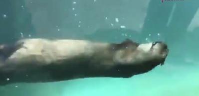 Su samurunun keyifli halleri sosyal medyaya damga vurdu!