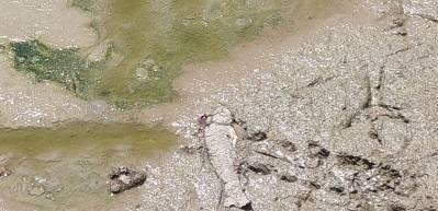 Riva'da g&ouml;&ccedil;men kuşların konakladığı g&ouml;let kurudu