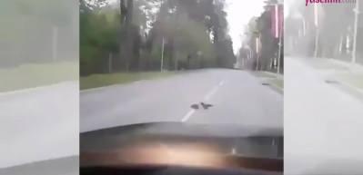 Yolun ortasında duran kirpiyi kenara &ccedil;eken garga!