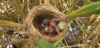 Guguk kuşunun inanılmaz hilesi! &Uuml;vey kardeşlerini yuvadan tek tek attı...
