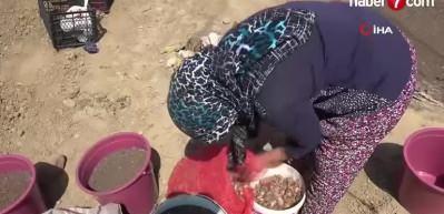 D&uuml;nyanın en pahalı baharatı 'safran'